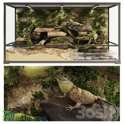 Terrarium Agama 