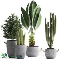 Plant Collection 434. Ravenala concrete flowerpot Cereus cactus oleander indoor plants 3D Models 