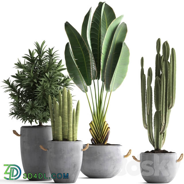 Plant Collection 434. Ravenala concrete flowerpot Cereus cactus oleander indoor plants 3D Models