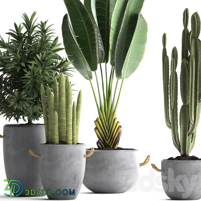 Plant Collection 434. Ravenala concrete flowerpot Cereus cactus oleander indoor plants 3D Models