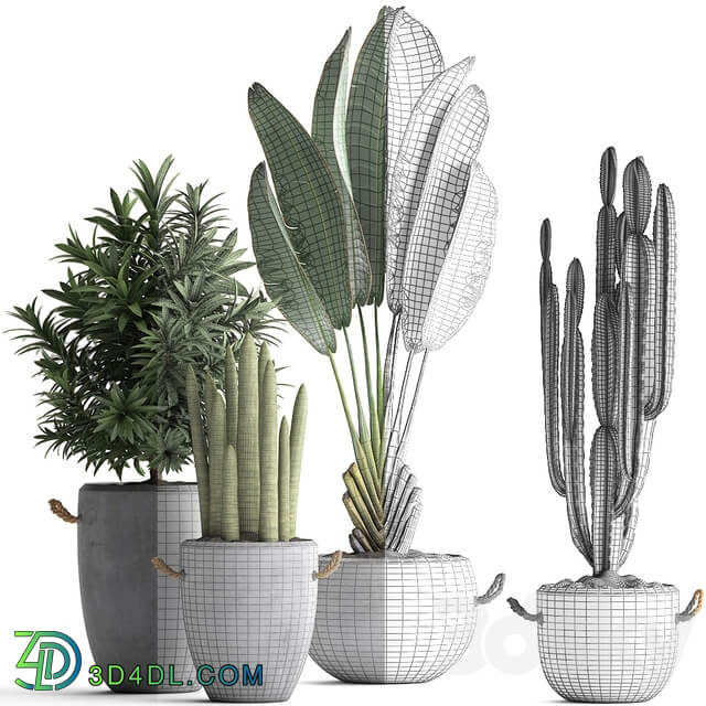 Plant Collection 434. Ravenala concrete flowerpot Cereus cactus oleander indoor plants 3D Models