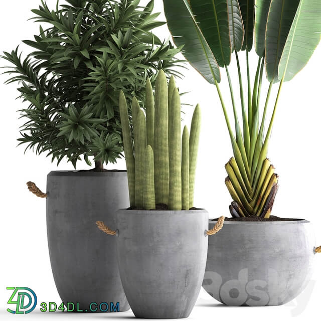 Plant Collection 434. Ravenala concrete flowerpot Cereus cactus oleander indoor plants 3D Models