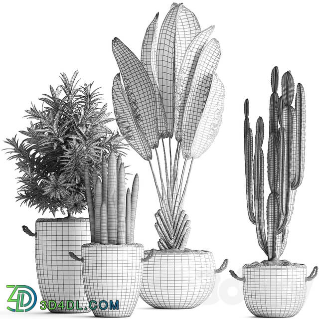 Plant Collection 434. Ravenala concrete flowerpot Cereus cactus oleander indoor plants 3D Models