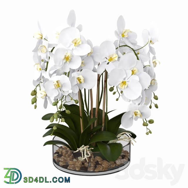 Phalaenopsis orchid