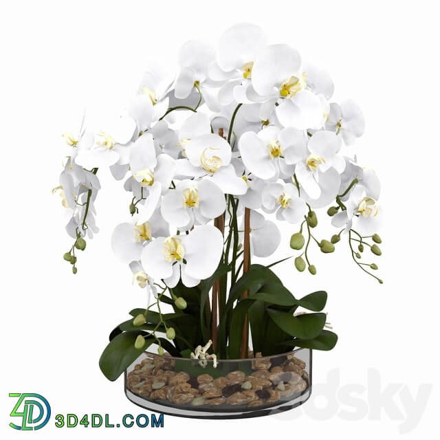 Phalaenopsis orchid