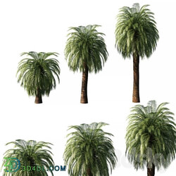 Macrozamia Moorei palm tree 