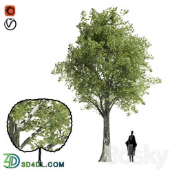 High quality katsura tree 