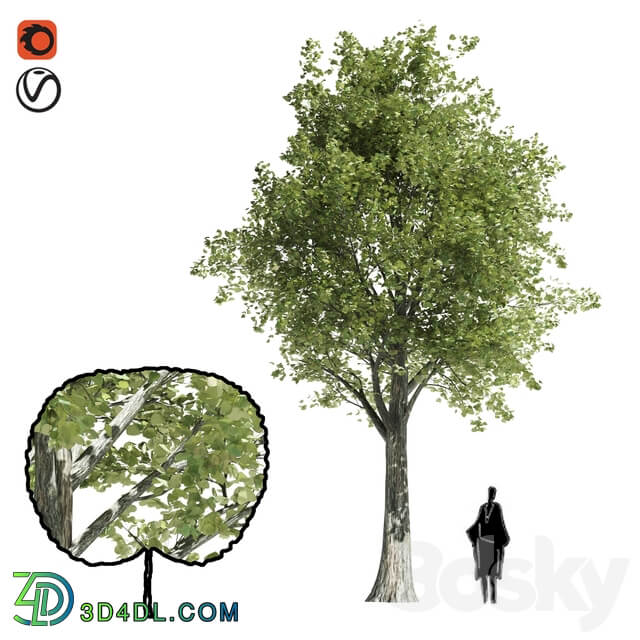 High quality katsura tree