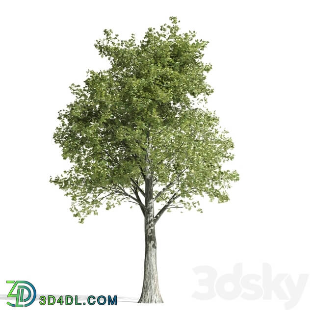 High quality katsura tree