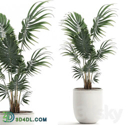 Plant indoor palm 519. Howea white pot flowerpot decorative palm Howea forsteriana 3D Models 