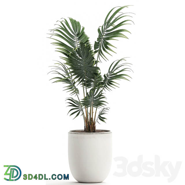 Plant indoor palm 519. Howea white pot flowerpot decorative palm Howea forsteriana 3D Models