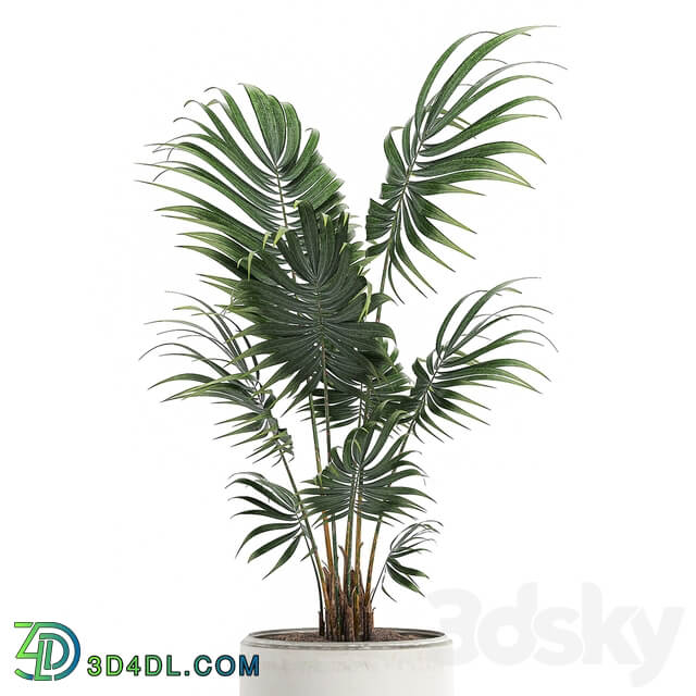 Plant indoor palm 519. Howea white pot flowerpot decorative palm Howea forsteriana 3D Models