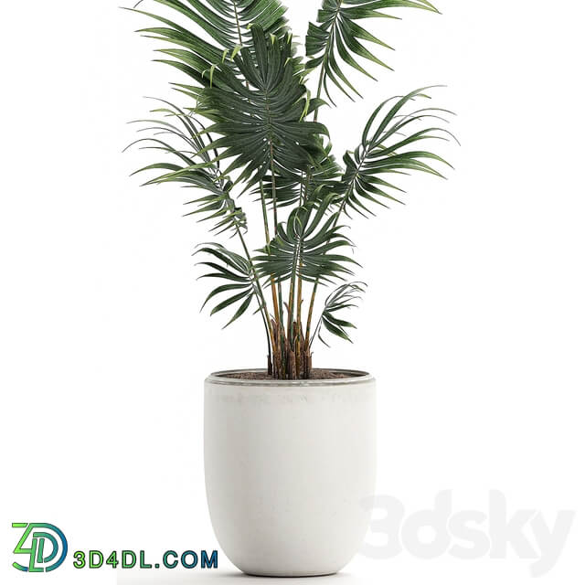 Plant indoor palm 519. Howea white pot flowerpot decorative palm Howea forsteriana 3D Models