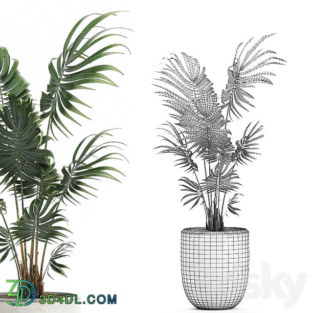 Plant indoor palm 519. Howea white pot flowerpot decorative palm Howea forsteriana 3D Models