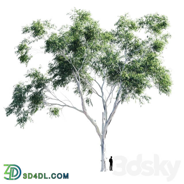 Eucalyptus 9