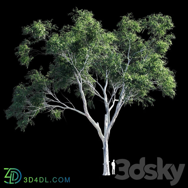 Eucalyptus 9