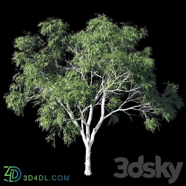 Eucalyptus 9