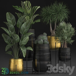 Plant Collection 546. Golden Pot Flowerpot Banana Rapeseed Dracaena Cactus Barrel cactus Luxury Decor 3D Models 