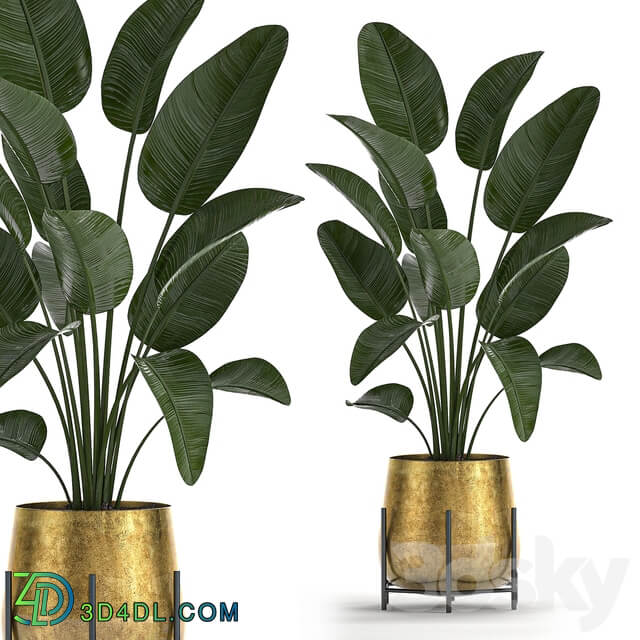 Plant Collection 546. Golden Pot Flowerpot Banana Rapeseed Dracaena Cactus Barrel cactus Luxury Decor 3D Models