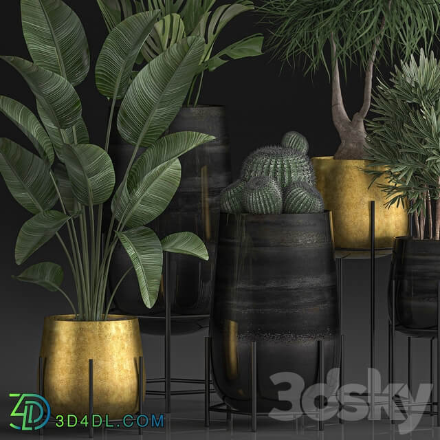 Plant Collection 546. Golden Pot Flowerpot Banana Rapeseed Dracaena Cactus Barrel cactus Luxury Decor 3D Models