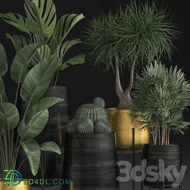 Plant Collection 546. Golden Pot Flowerpot Banana Rapeseed Dracaena Cactus Barrel cactus Luxury Decor 3D Models