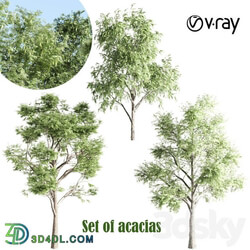 set of acacias vray 