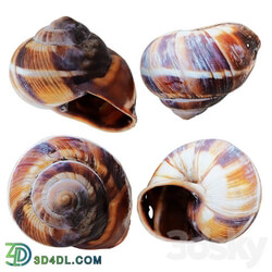 Other decorative objects Empty Shell Snail 