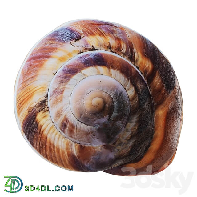 Other decorative objects Empty Shell Snail