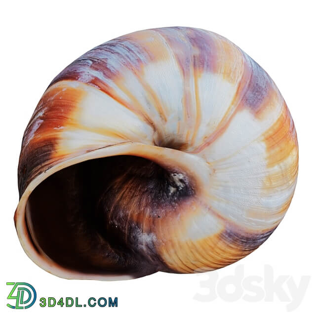 Other decorative objects Empty Shell Snail