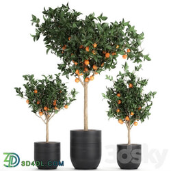 Plant Orange tree 718. orange fruit black pot outdoor flowerpot garden trees 3D Models 