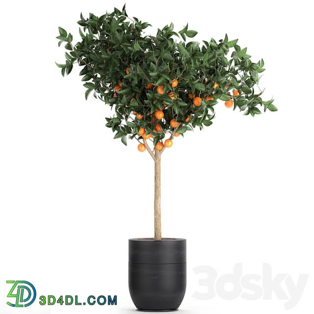 Plant Orange tree 718. orange fruit black pot outdoor flowerpot garden trees 3D Models