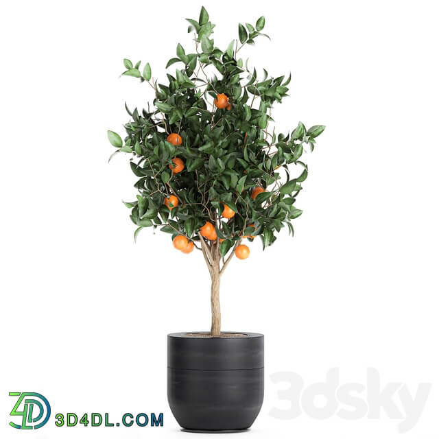 Plant Orange tree 718. orange fruit black pot outdoor flowerpot garden trees 3D Models