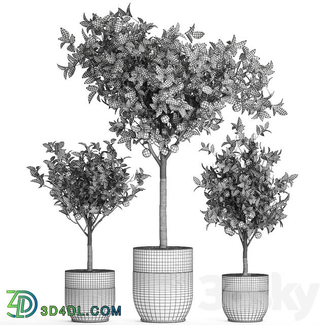 Plant Orange tree 718. orange fruit black pot outdoor flowerpot garden trees 3D Models