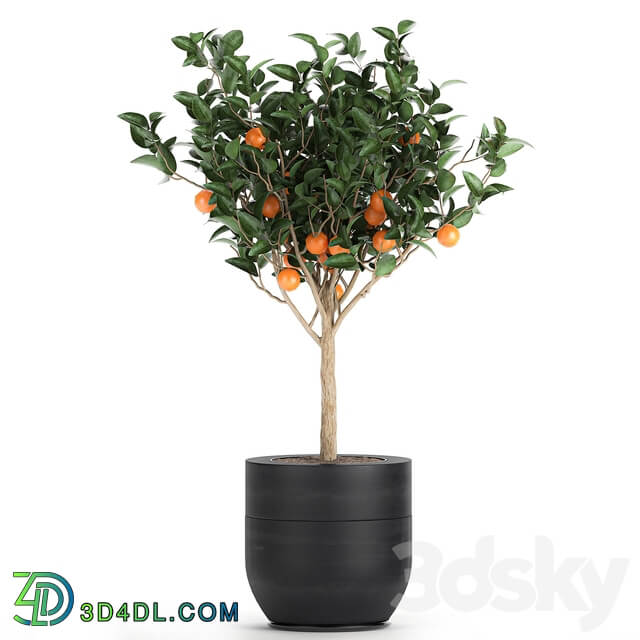 Plant Orange tree 718. orange fruit black pot outdoor flowerpot garden trees 3D Models