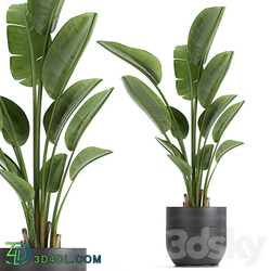 Plant Strelitzia 723. Banana black pot flowerpot indoor plants interior decorative loft design 3D Models 