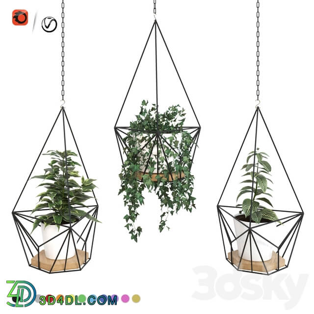 Plants in hanging planters ARCHPOLE Shuttle2