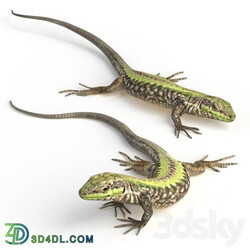 Common Wall Lizard 5 poses 