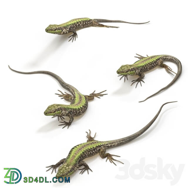 Common Wall Lizard 5 poses