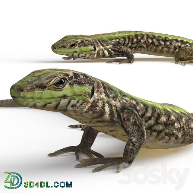 Common Wall Lizard 5 poses