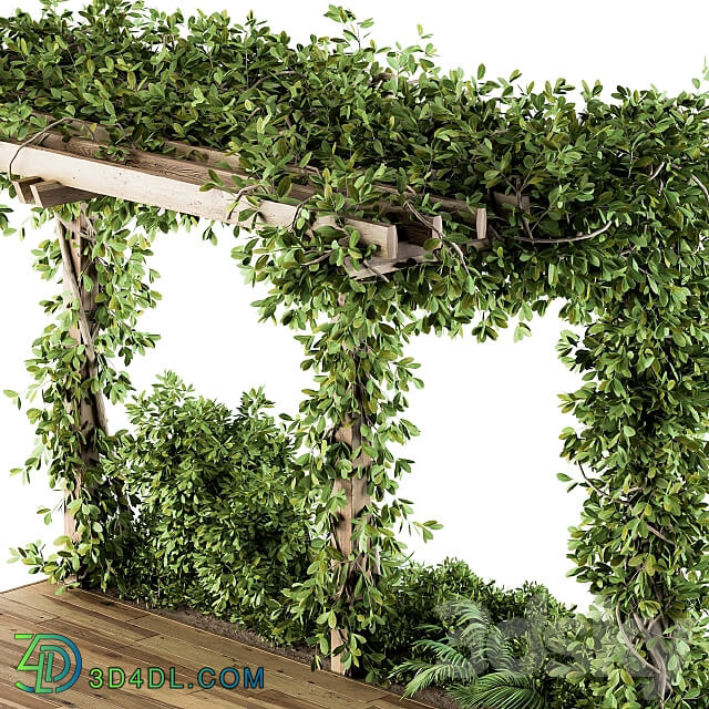 Other Ivy Plants on Pergola