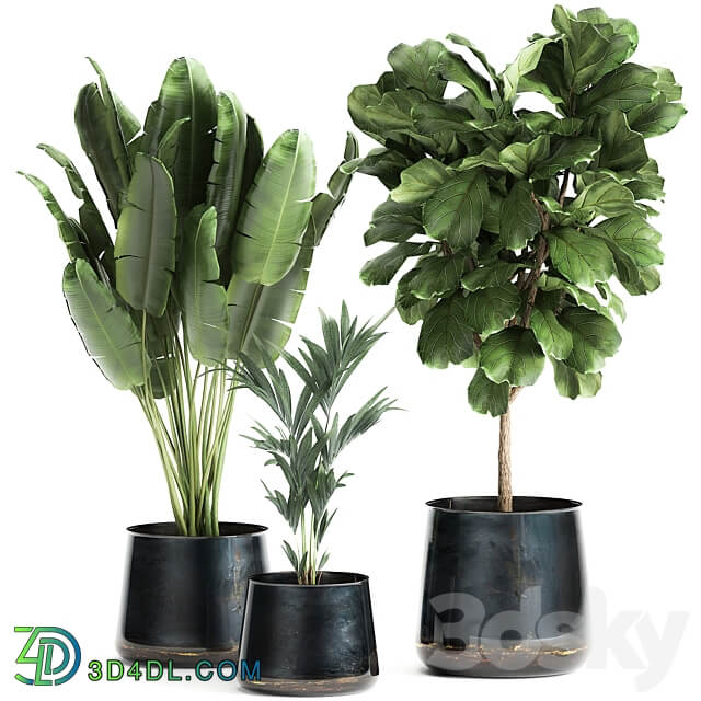 Plant collection 873. Ficus Lyrata Banana palm Hovea metal pot luxury decor stylish Howea forsteriana 3D Models