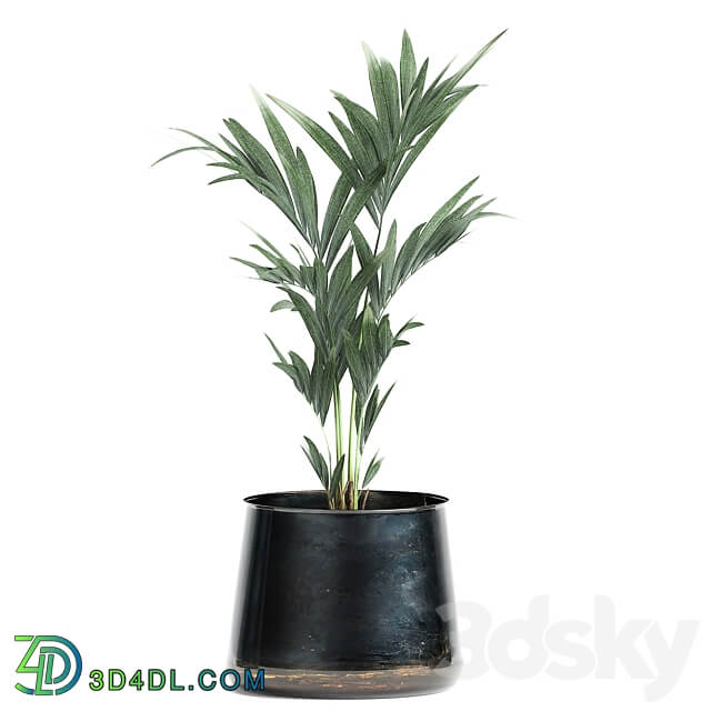 Plant collection 873. Ficus Lyrata Banana palm Hovea metal pot luxury decor stylish Howea forsteriana 3D Models
