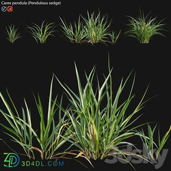 Carex pendula Pendulous sedge 01 