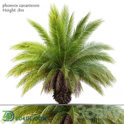 Phoenix canariensis 