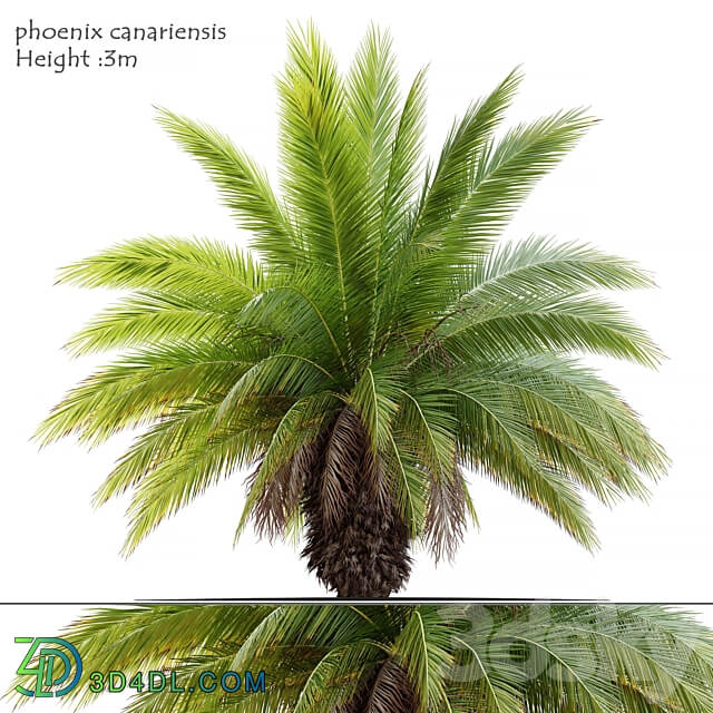 Phoenix canariensis