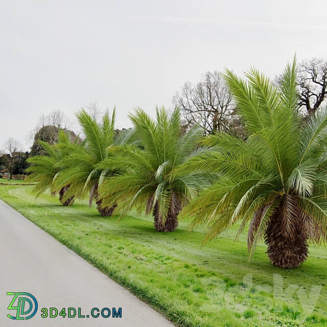 Phoenix canariensis