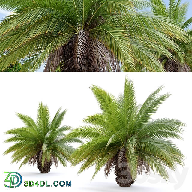 Phoenix canariensis