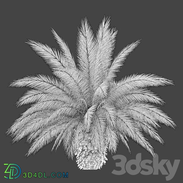 Phoenix canariensis