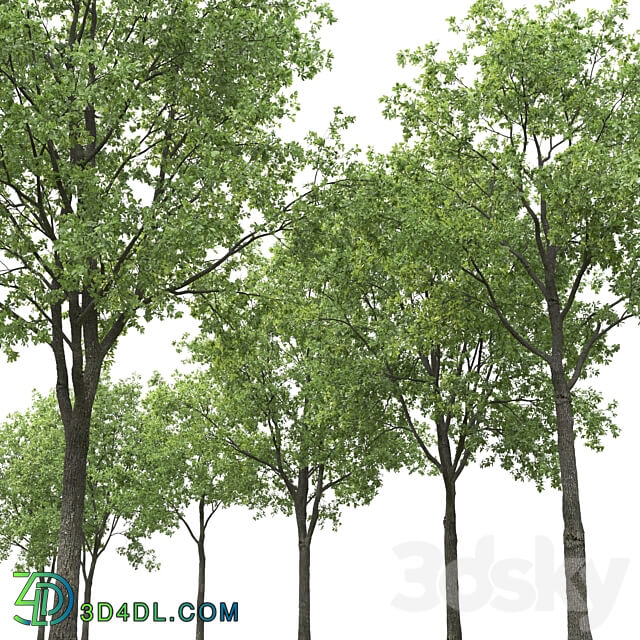 Oak 3D Models 3DSKY