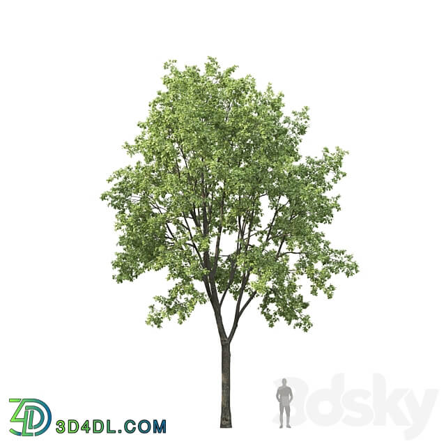 Oak 3D Models 3DSKY